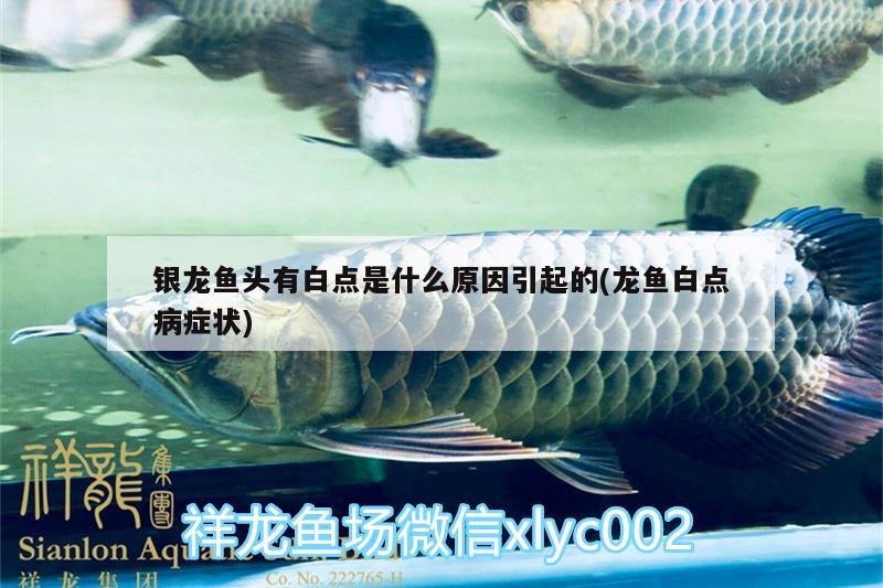 銀龍魚(yú)頭有白點(diǎn)是什么原因引起的(龍魚(yú)白點(diǎn)病癥狀) 銀龍魚(yú)