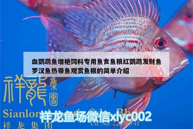 血鸚鵡魚增艷飼料專用魚食魚糧紅鸚鵡發(fā)財(cái)魚羅漢魚熱帶魚觀賞魚糧的簡單介紹