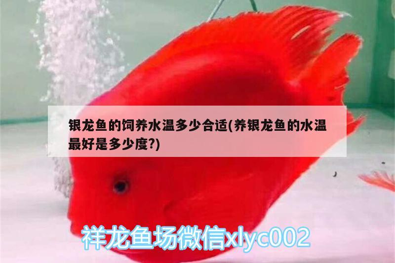 銀龍魚的飼養(yǎng)水溫多少合適(養(yǎng)銀龍魚的水溫最好是多少度?) 銀龍魚百科