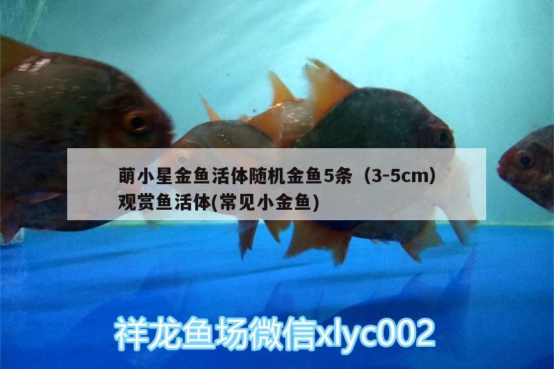 萌小星金魚(yú)活體隨機(jī)金魚(yú)5條（3-5cm）觀賞魚(yú)活體(常見(jiàn)小金魚(yú)) 廣州水族器材濾材批發(fā)市場(chǎng)