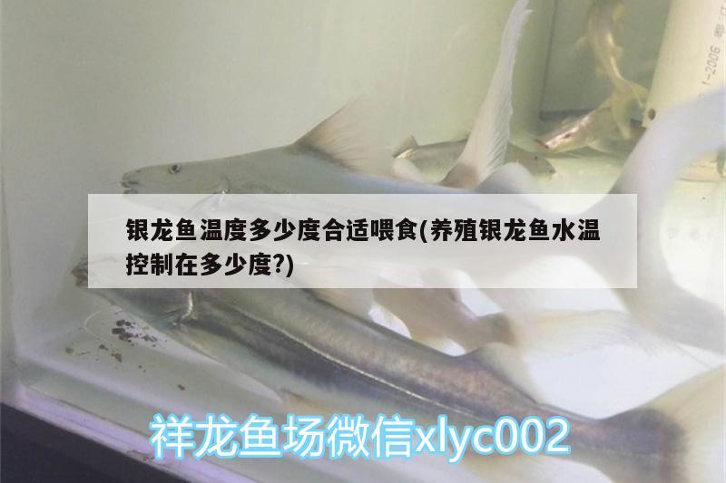 銀龍魚溫度多少度合適喂食(養(yǎng)殖銀龍魚水溫控制在多少度?)