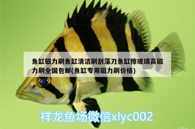 魚缸磁力刷魚缸清潔刷刮藻刀魚缸擦玻璃高磁力刷全國(guó)包郵(魚缸專用磁力刷價(jià)格)