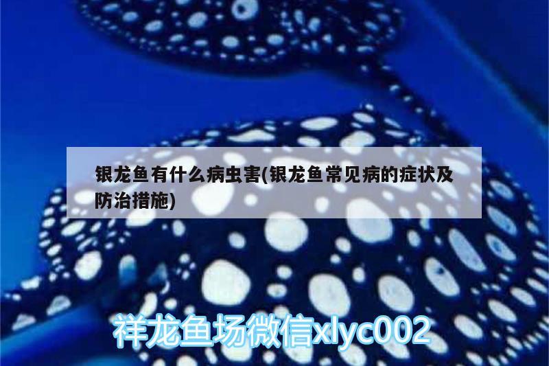 銀龍魚有什么病蟲害(銀龍魚常見病的癥狀及防治措施) 銀龍魚百科