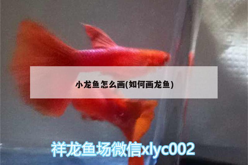 小龍魚(yú)怎么畫(huà)(如何畫(huà)龍魚(yú))