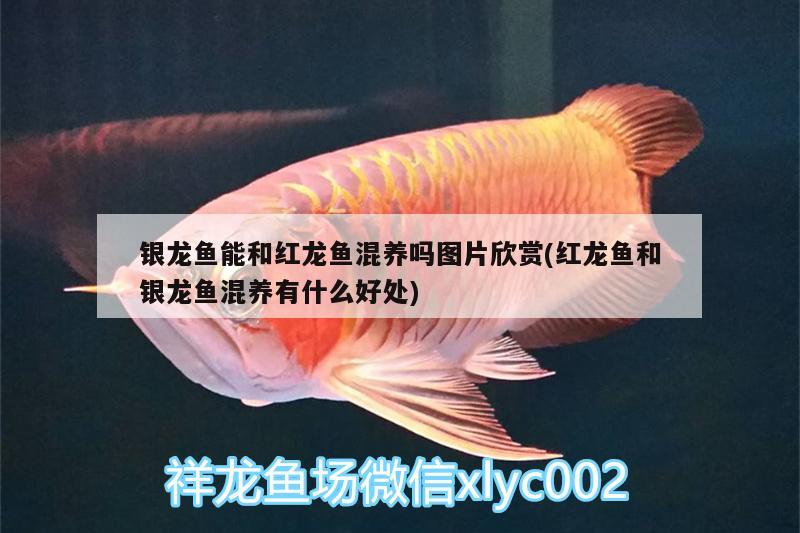 銀龍魚能和紅龍魚混養(yǎng)嗎圖片欣賞(紅龍魚和銀龍魚混養(yǎng)有什么好處) 銀龍魚百科