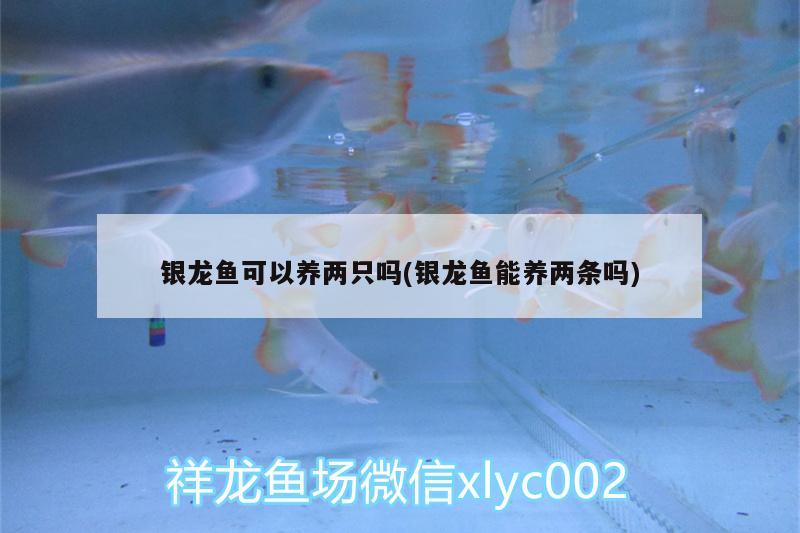 銀龍魚可以養(yǎng)兩只嗎(銀龍魚能養(yǎng)兩條嗎) 銀龍魚百科 第2張