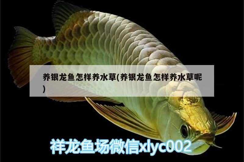 養(yǎng)銀龍魚怎樣養(yǎng)水草(養(yǎng)銀龍魚怎樣養(yǎng)水草呢)