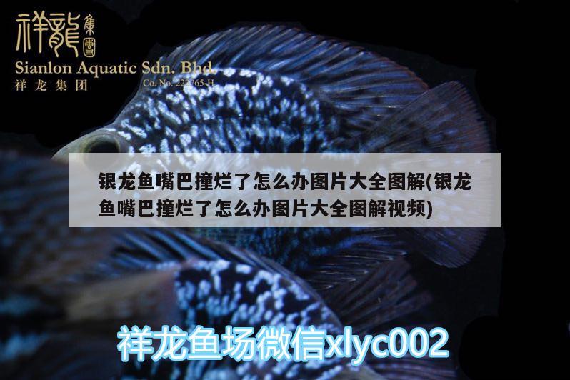 銀龍魚嘴巴撞爛了怎么辦圖片大全圖解(銀龍魚嘴巴撞爛了怎么辦圖片大全圖解視頻) 銀龍魚