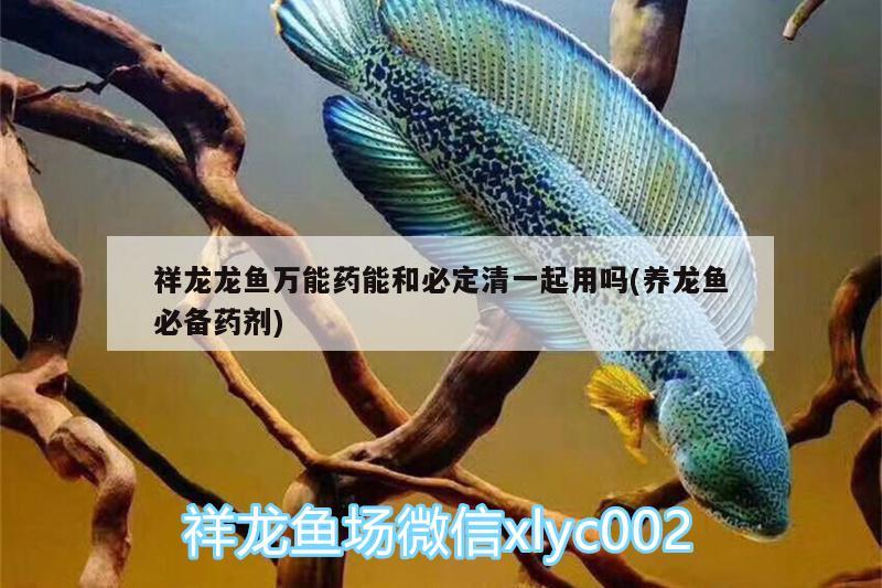 祥龍龍魚萬能藥能和必定清一起用嗎(養(yǎng)龍魚必備藥劑) 帝王三間魚