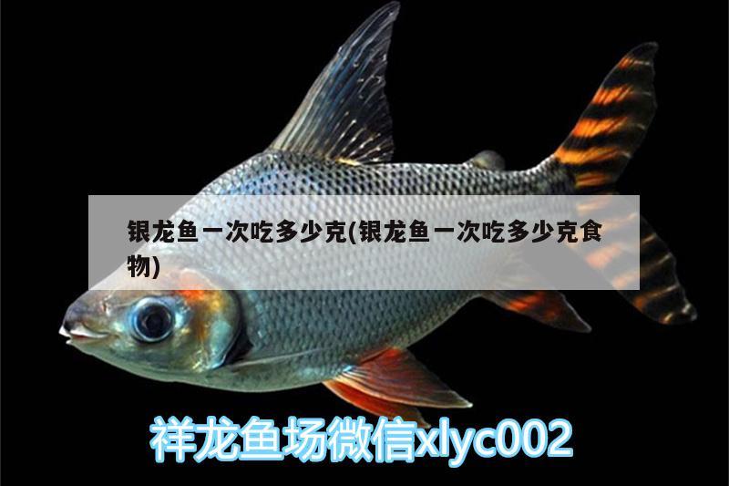 銀龍魚一次吃多少克(銀龍魚一次吃多少克食物) 銀龍魚