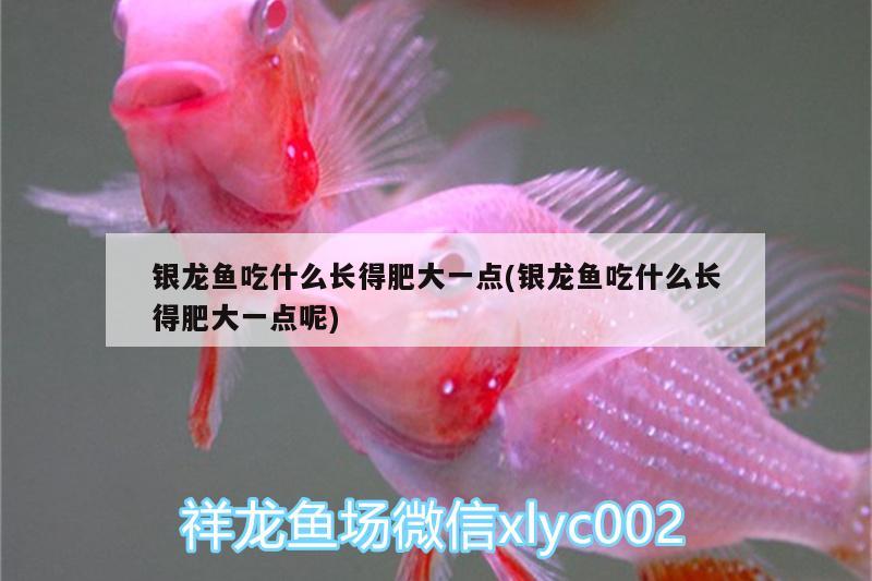 銀龍魚吃什么長得肥大一點(銀龍魚吃什么長得肥大一點呢) 銀龍魚