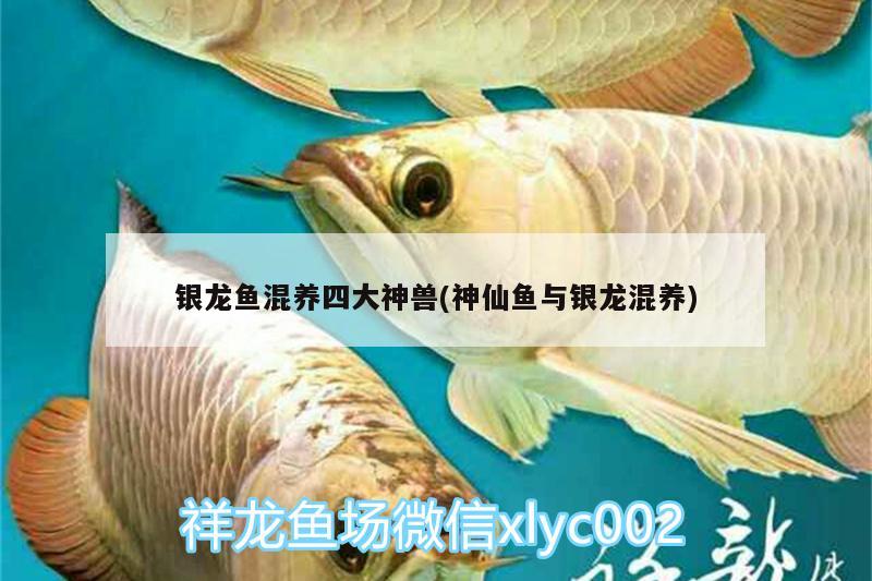 銀龍魚混養(yǎng)四大神獸(神仙魚與銀龍混養(yǎng)) 銀龍魚 第2張