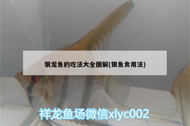 銀龍魚的吃法大全圖解(銀魚食用法) 銀龍魚百科