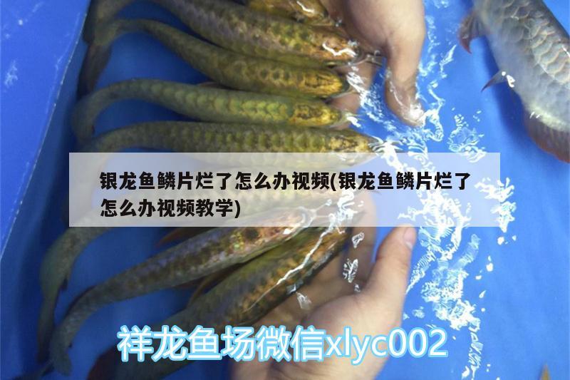 銀龍魚鱗片爛了怎么辦視頻(銀龍魚鱗片爛了怎么辦視頻教學(xué))