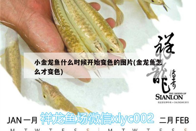 小金龍魚什么時(shí)候開始變色的圖片(金龍魚怎么才變色) 蘇虎