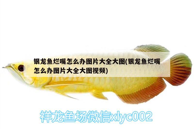 銀龍魚爛嘴怎么辦圖片大全大圖(銀龍魚爛嘴怎么辦圖片大全大圖視頻) 銀龍魚