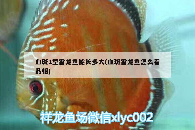 血斑1型雷龍魚能長(zhǎng)多大(血斑雷龍魚怎么看品相)