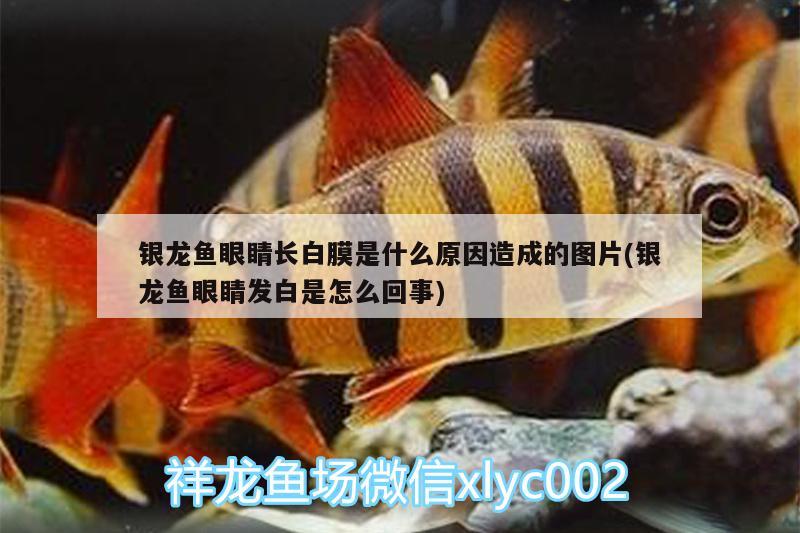 銀龍魚眼睛長白膜是什么原因造成的圖片(銀龍魚眼睛發(fā)白是怎么回事) 銀龍魚百科