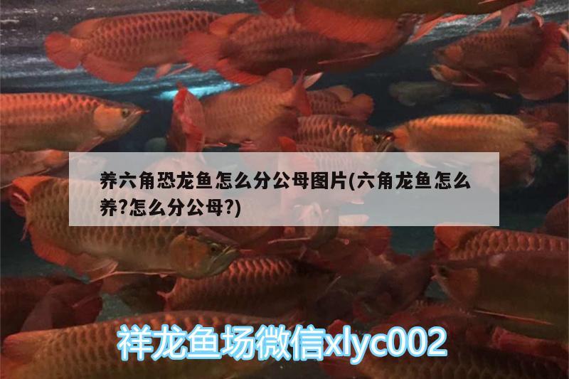 養(yǎng)六角恐龍魚怎么分公母圖片(六角龍魚怎么養(yǎng)?怎么分公母?) 羅漢魚批發(fā)