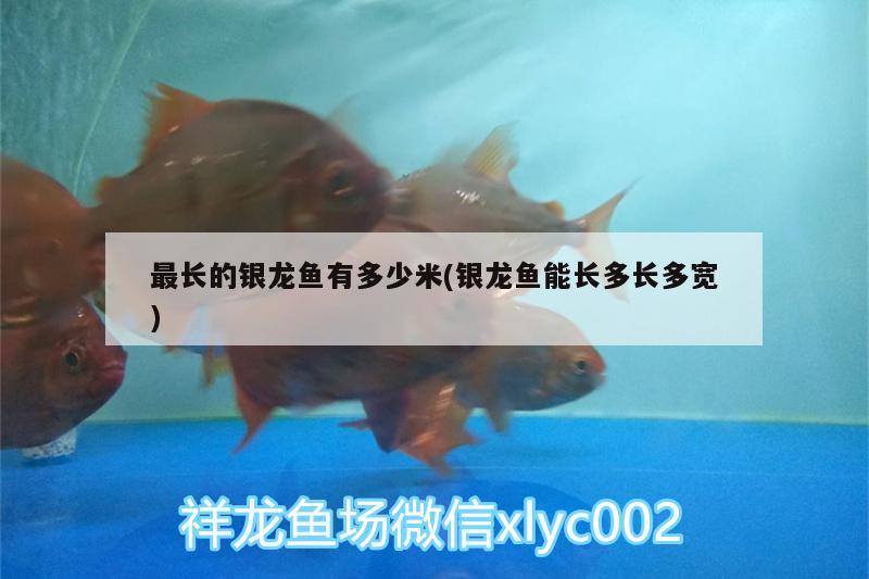 最長的銀龍魚有多少米(銀龍魚能長多長多寬) 銀龍魚