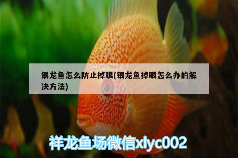 銀龍魚怎么防止掉眼(銀龍魚掉眼怎么辦的解決方法) 銀龍魚百科