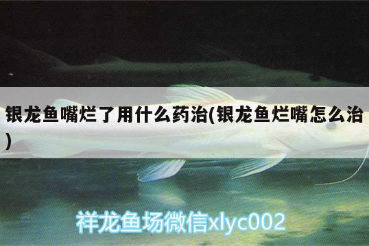 銀龍魚嘴爛了用什么藥治(銀龍魚爛嘴怎么治)