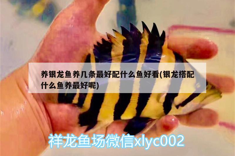 養(yǎng)銀龍魚養(yǎng)幾條最好配什么魚好看(銀龍搭配什么魚養(yǎng)最好呢) 銀龍魚