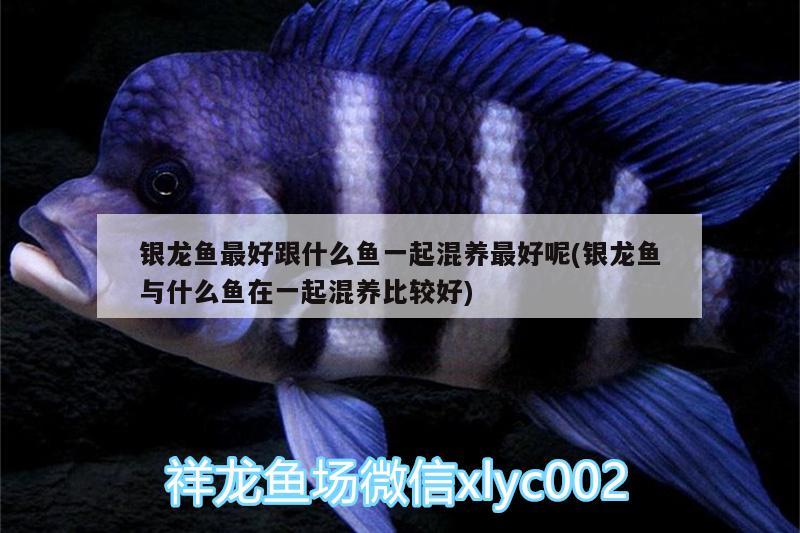 銀龍魚最好跟什么魚一起混養(yǎng)最好呢(銀龍魚與什么魚在一起混養(yǎng)比較好) 銀龍魚百科