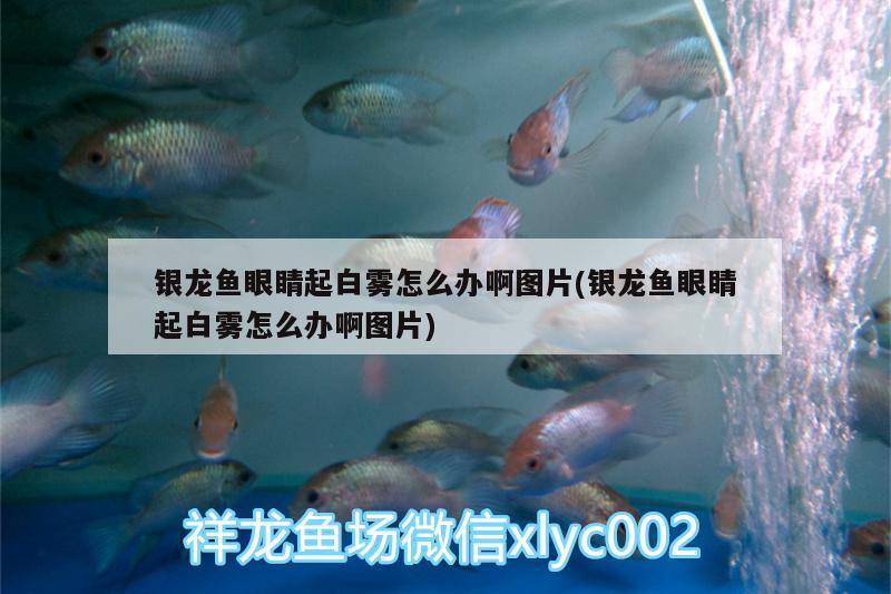 銀龍魚眼睛起白霧怎么辦啊圖片(銀龍魚眼睛起白霧怎么辦啊圖片)