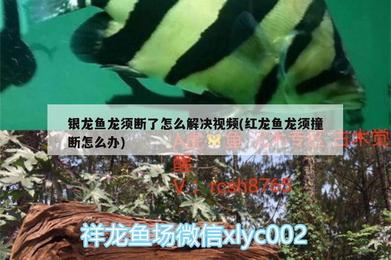 銀龍魚龍須斷了怎么解決視頻(紅龍魚龍須撞斷怎么辦) 銀龍魚百科