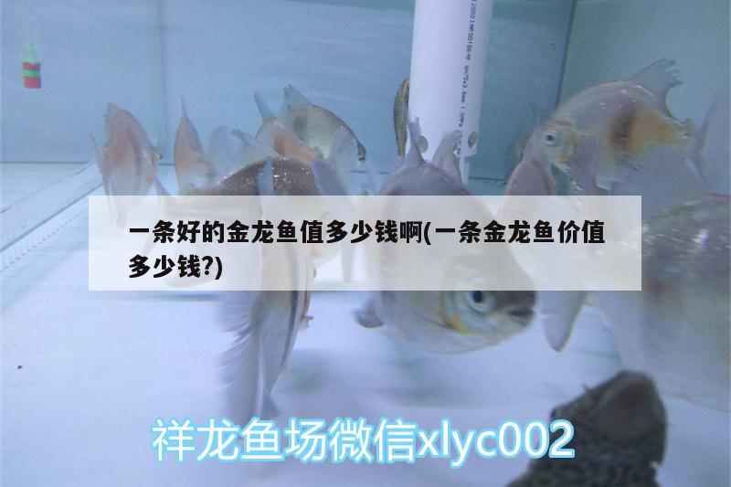 一條好的金龍魚值多少錢啊(一條金龍魚價值多少錢?)