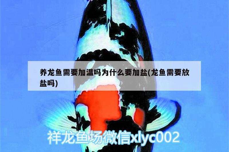 養(yǎng)龍魚需要加溫嗎為什么要加鹽(龍魚需要放鹽嗎) 月光鴨嘴魚苗