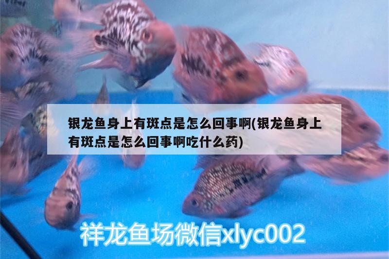 銀龍魚身上有斑點是怎么回事啊(銀龍魚身上有斑點是怎么回事啊吃什么藥) 銀龍魚