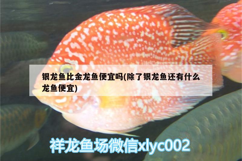 銀龍魚比金龍魚便宜嗎(除了銀龍魚還有什么龍魚便宜)