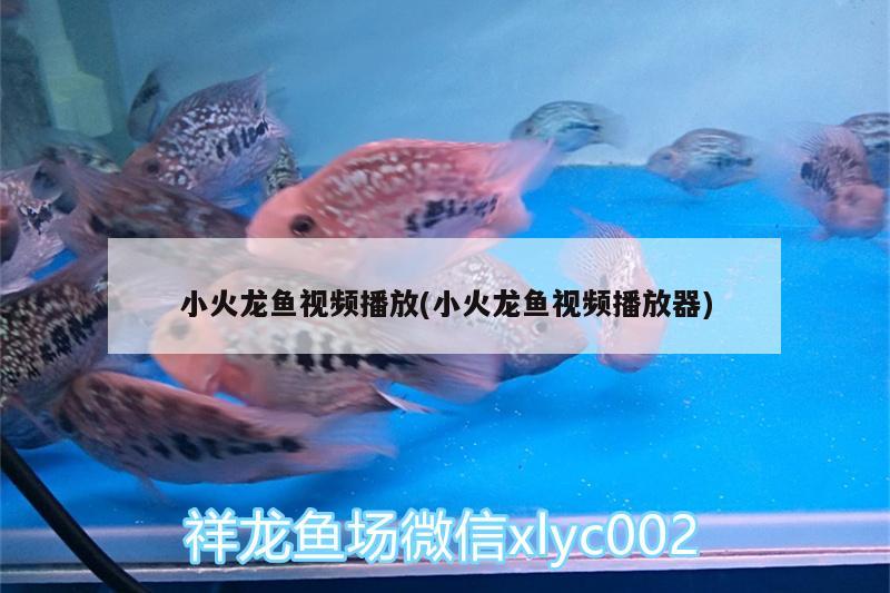 小火龍魚視頻播放(小火龍魚視頻播放器)