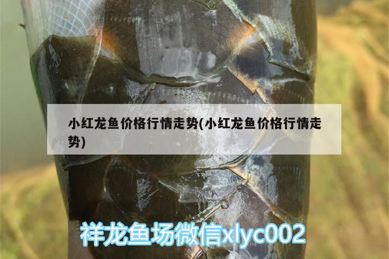 小紅龍魚價格行情走勢(小紅龍魚價格行情走勢)