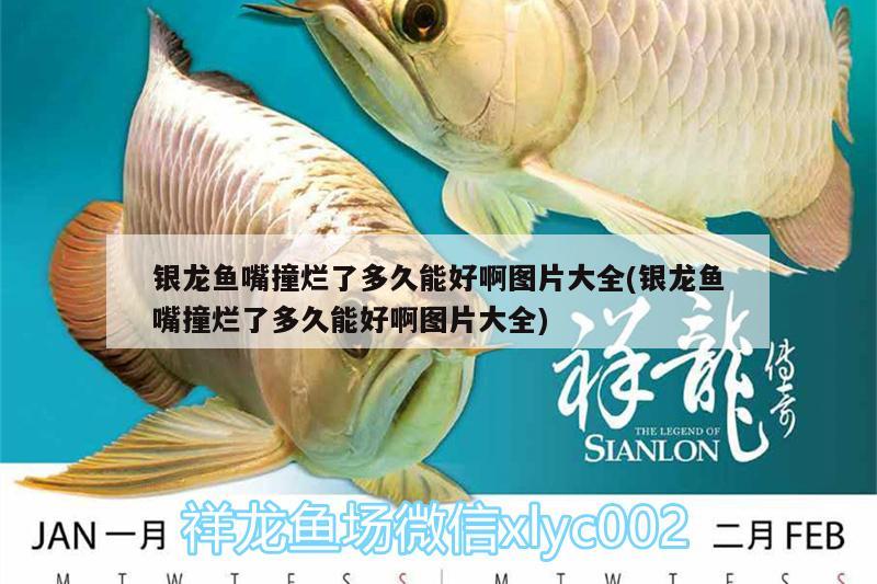 銀龍魚嘴撞爛了多久能好啊圖片大全(銀龍魚嘴撞爛了多久能好啊圖片大全) 銀龍魚