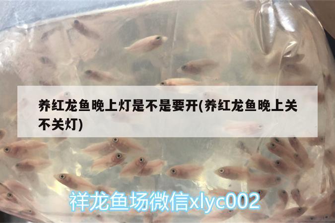 養(yǎng)紅龍魚晚上燈是不是要開(養(yǎng)紅龍魚晚上關(guān)不關(guān)燈) 銀河星鉆魚