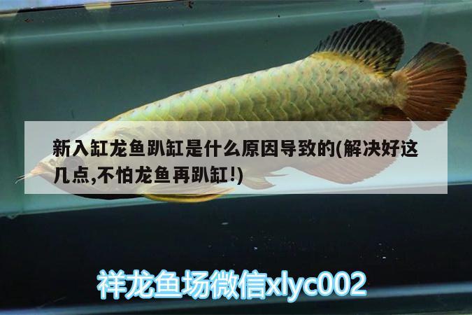 新入缸龍魚趴缸是什么原因?qū)е碌?解決好這幾點,不怕龍魚再趴缸!) 伊巴卡魚