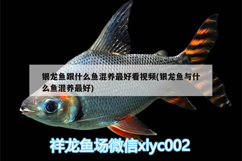 銀龍魚跟什么魚混養(yǎng)最好看視頻(銀龍魚與什么魚混養(yǎng)最好) 銀龍魚