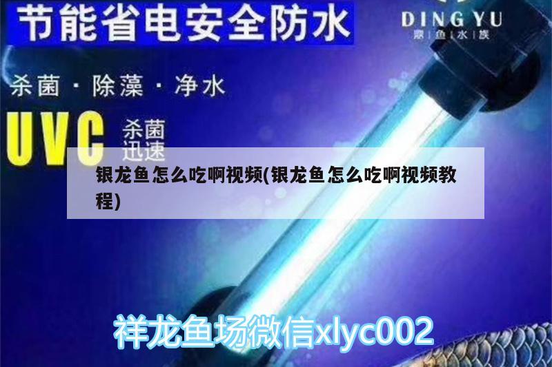 銀龍魚怎么吃啊視頻(銀龍魚怎么吃啊視頻教程) 銀龍魚