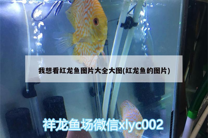 我想看紅龍魚圖片大全大圖(紅龍魚的圖片) 黑桃A魚苗 第1張