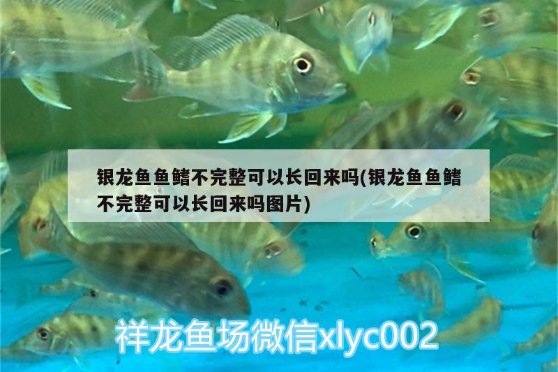 銀龍魚魚鰭不完整可以長(zhǎng)回來嗎(銀龍魚魚鰭不完整可以長(zhǎng)回來嗎圖片) 銀龍魚百科