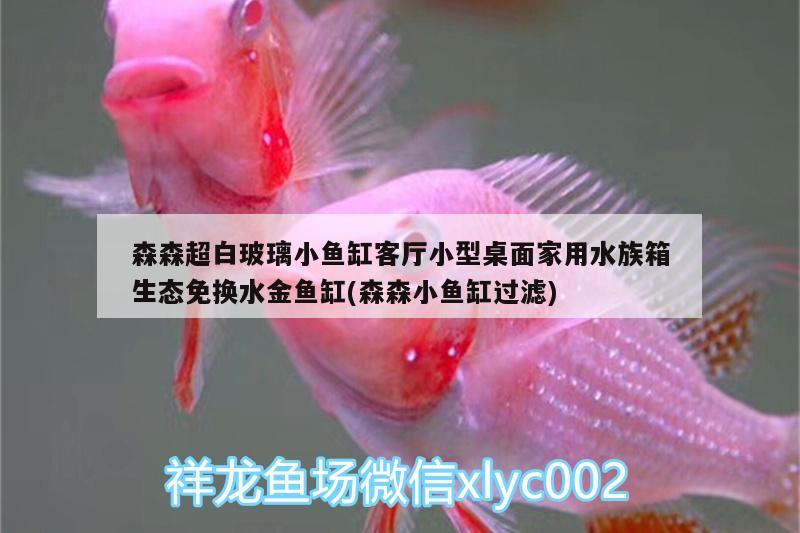 森森超白玻璃小魚缸客廳小型桌面家用水族箱生態(tài)免換水金魚缸(森森小魚缸過濾)