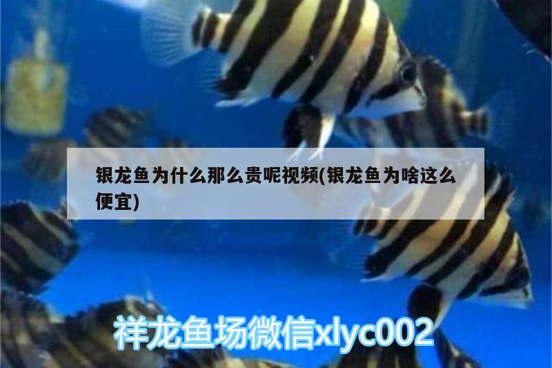 銀龍魚為什么那么貴呢視頻(銀龍魚為啥這么便宜) 銀龍魚百科