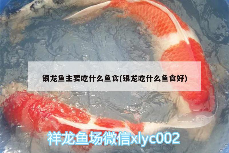 銀龍魚主要吃什么魚食(銀龍吃什么魚食好) 銀龍魚百科