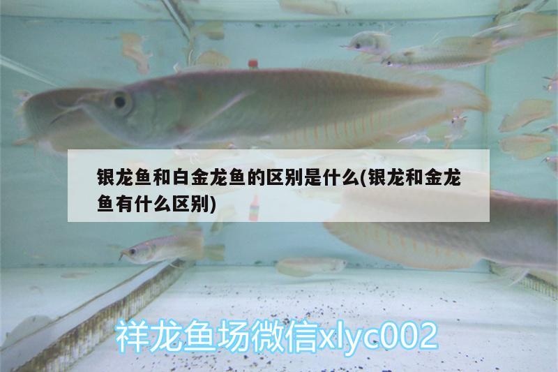 銀龍魚和白金龍魚的區(qū)別是什么(銀龍和金龍魚有什么區(qū)別)