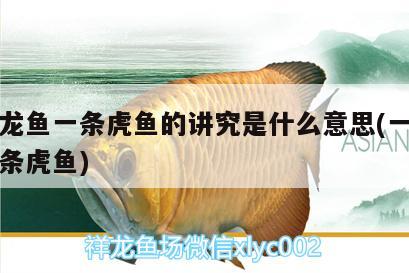 一條龍魚一條虎魚的講究是什么意思(一條龍配幾條虎魚) 虎魚百科