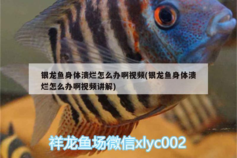 銀龍魚身體潰爛怎么辦啊視頻(銀龍魚身體潰爛怎么辦啊視頻講解) 銀龍魚百科