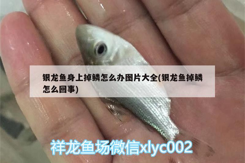 銀龍魚身上掉鱗怎么辦圖片大全(銀龍魚掉鱗怎么回事)